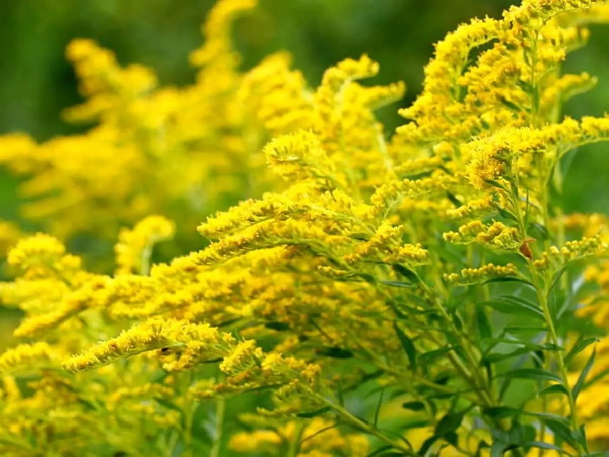 Goldenrod Flower Seeds for Planting - NON GMO Seeds Dhara Seeds