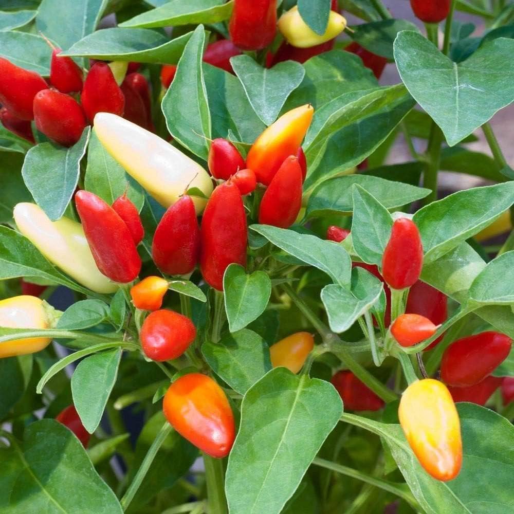 Red Ornamental Hot Pepper Seeds Capsicum annuum for Planting in Urban Garden and Patio Pots