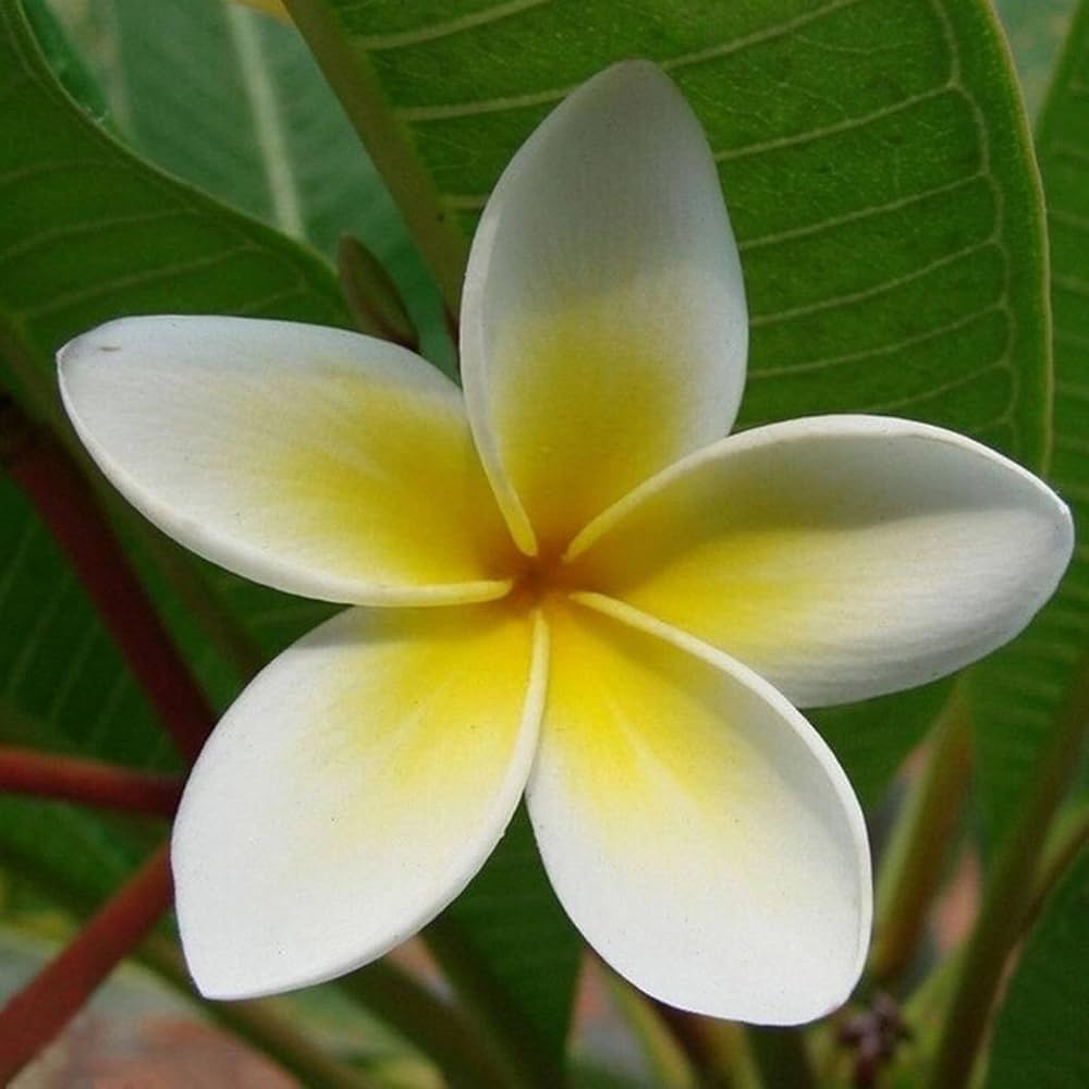 Frangipani Plumeria Rubra Lei Flower Seeds for Planting – Ideal for Tropical Home Garden and Fragrant Landscaping