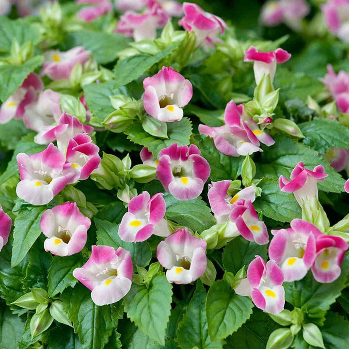 Pink Torenia Flower Seeds for Planting - 100 pcs