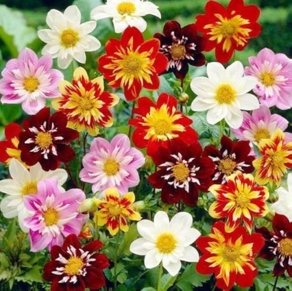 Dahlia Dandy Mix Seeds ( , Easy to Grow Cutting Flower)
