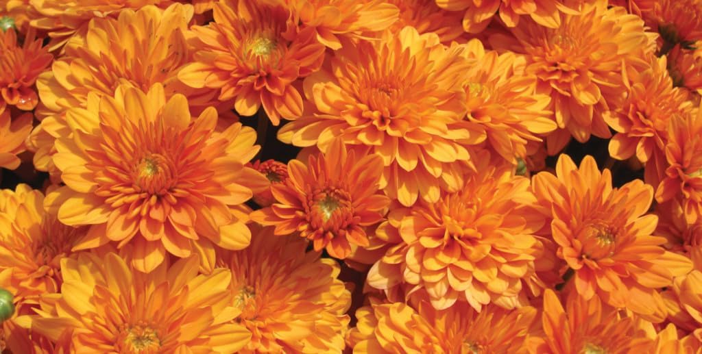 Chrysanthemum Flower - Heirloom, Non - Gmo Seeds