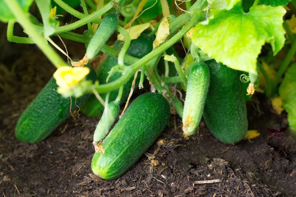 Calypso Cucumber Cucumis sativus for planting in vegetable patch