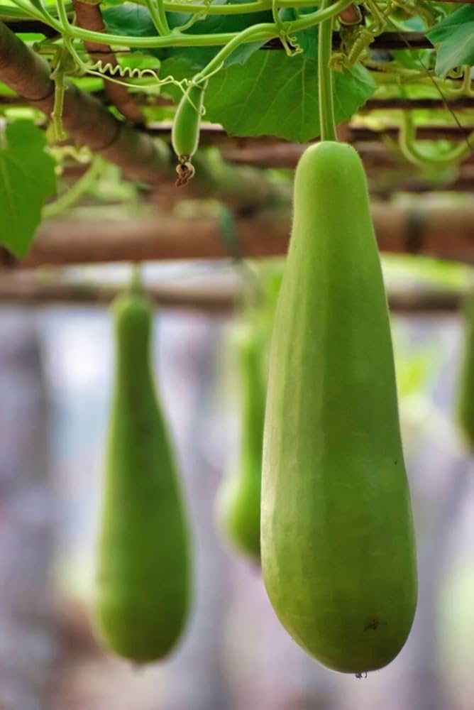 Bottle Gourd Lagenaria siceraria vegetable seeds