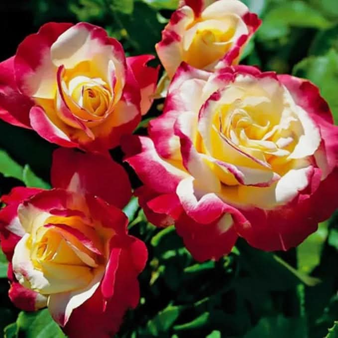 Red-Edged Rose Rosa Chinensis Flower Seeds for Planting in Backyard Gardening and Decorative Borders