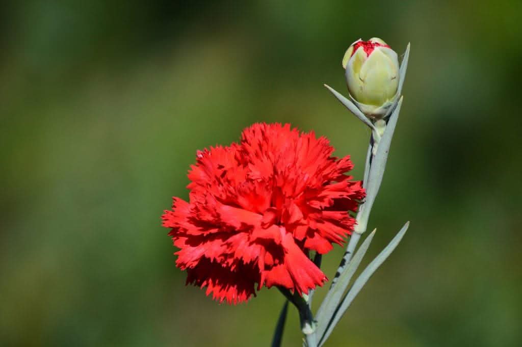 Heirloom Non-GMO Carnation Flower Seeds for Planting – Fragrant Long-Lasting Garden Blooms - Non-GMO for planting in home garden