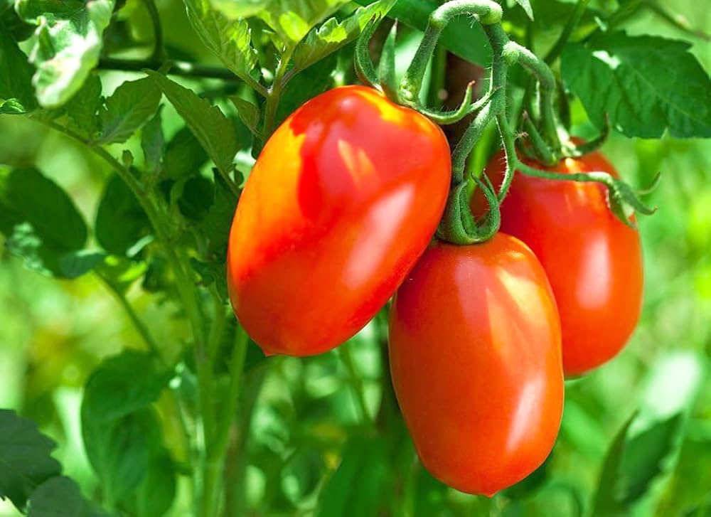 Blue Beauty Tomato (Solanum lycopersicum) seeds for planting in home garden