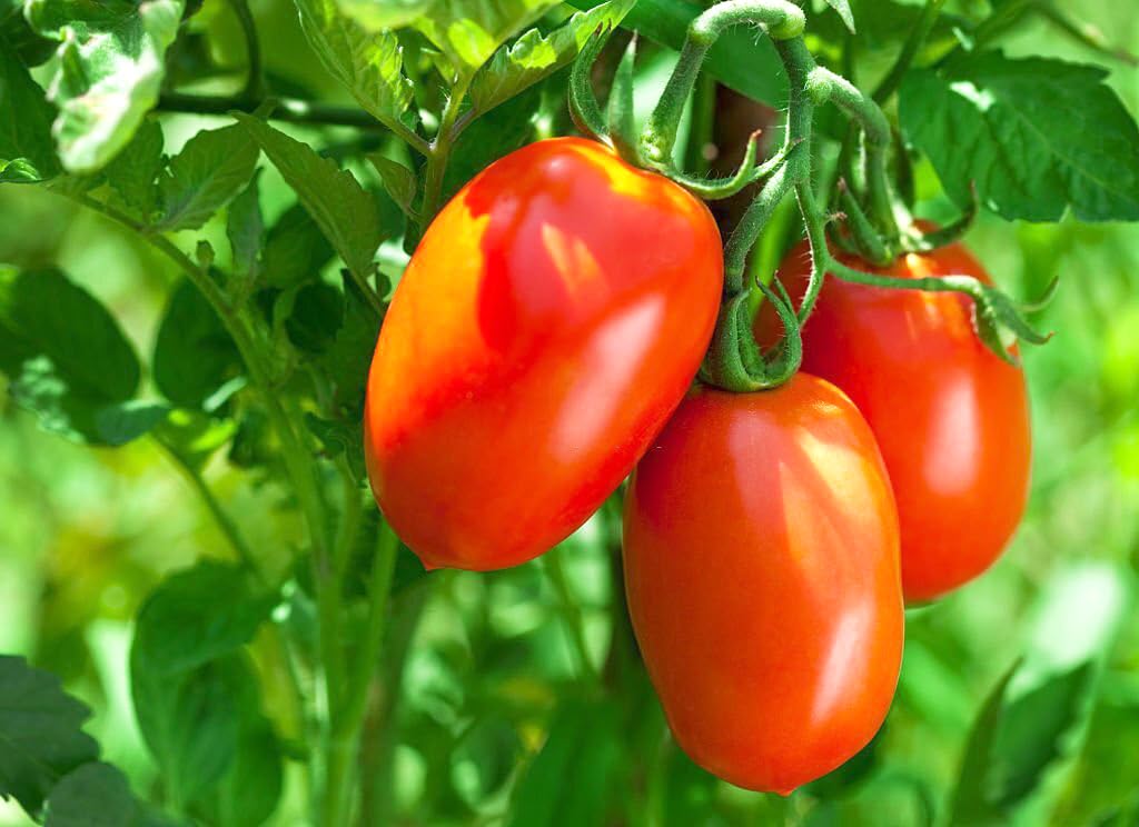 Tiger Asian Tomato Solanum lycopersicum Vegetable Seeds for Planting