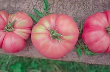Pink Tomato Seeds for Planting