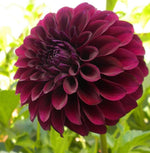 Dark Red Dahlia (Dahlia spp.) for planting in ornamental garden