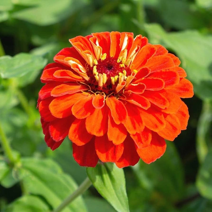 Zinnia Orange Flower Seeds for Planting – Vibrant, Non-GMO Heirloom Flower Seeds