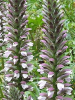 Purple White Acanthus Heirloom Non Gmo Image