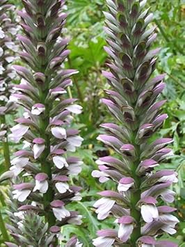 Purple White Acanthus Heirloom Non Gmo Image