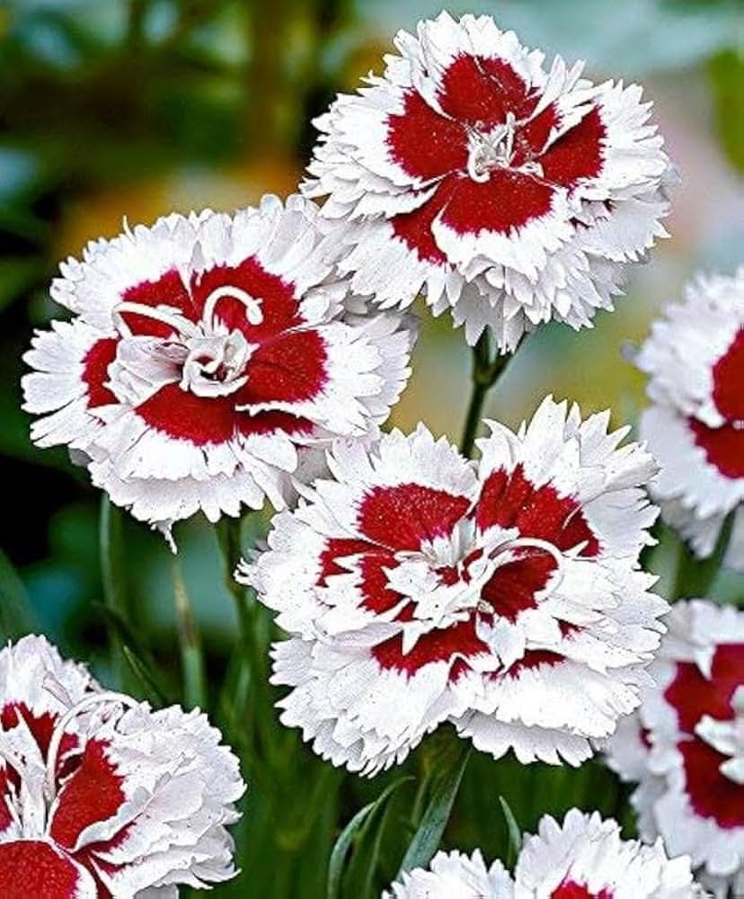 Carnation Dianthus caryophyllus Flower Seeds for Planting in home garden beds