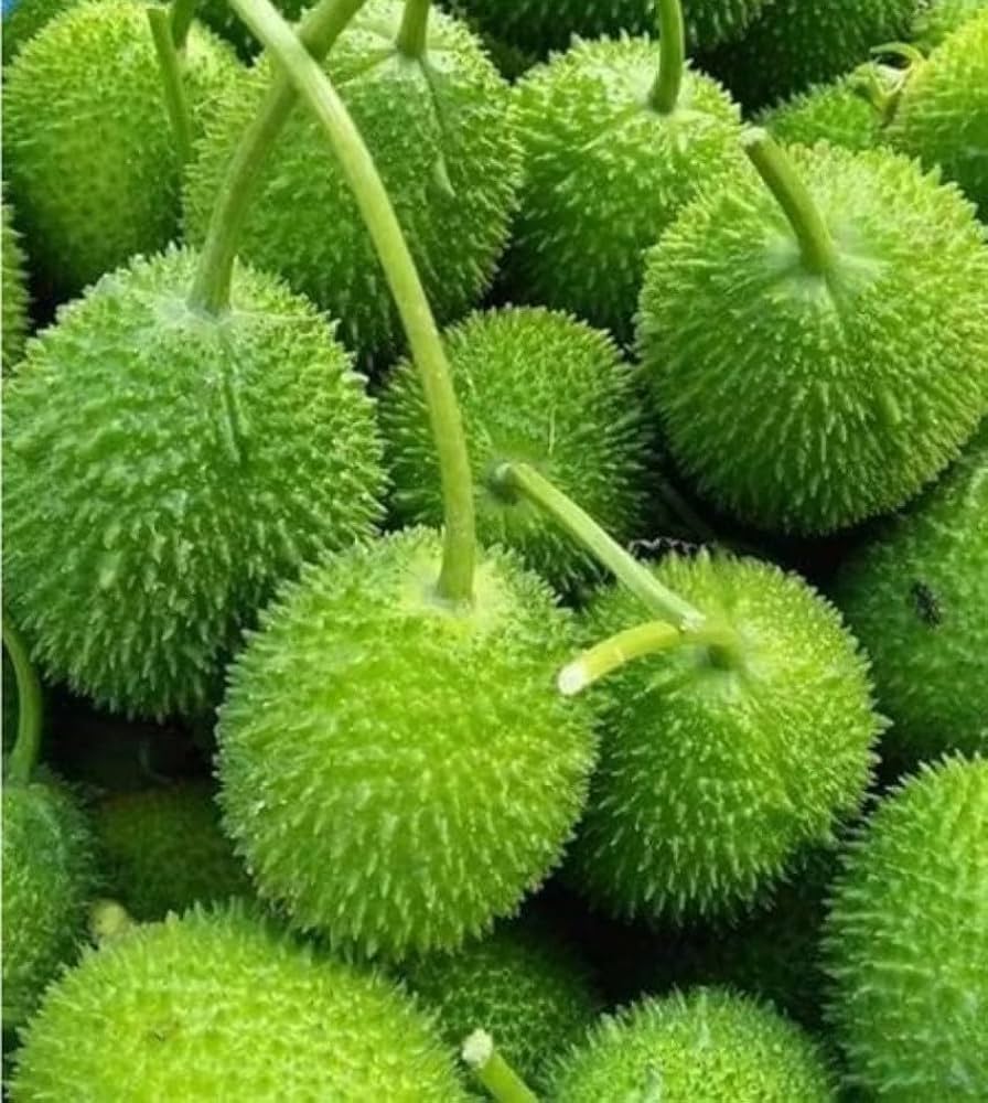 Assorted high-germination vegetable seeds for planting in kitchen gardens