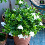 Rare Jasmine Gardenia (Gardenia spp.) for planting as scented hardy plants