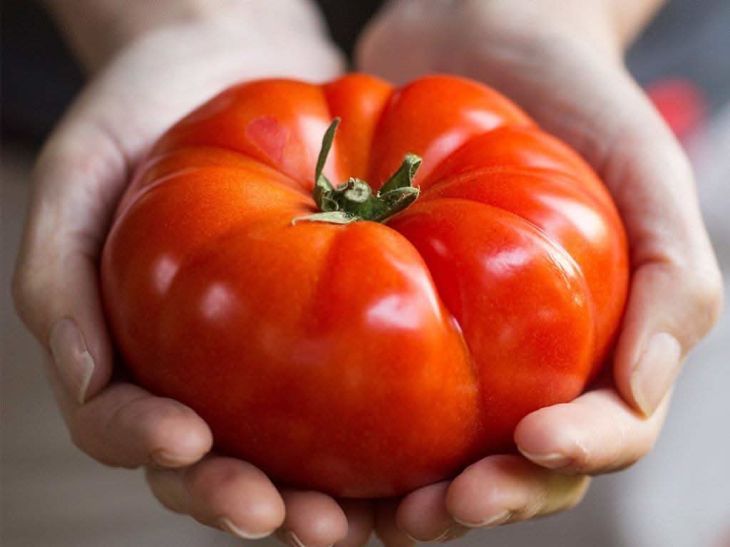 Red Giant Tomato Solanum lycopersicum vegetable seeds for backyard gardening