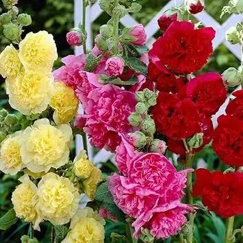 Malva Flower Seeds for Planting - NON GMO Seeds Dhara Seeds