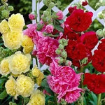 Malva Flower Seeds for Planting - NON GMO Seeds Dhara Seeds