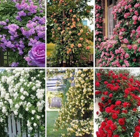 Mixed Climbing Rose Flower - Heirloom, Non - Gmo Seeds