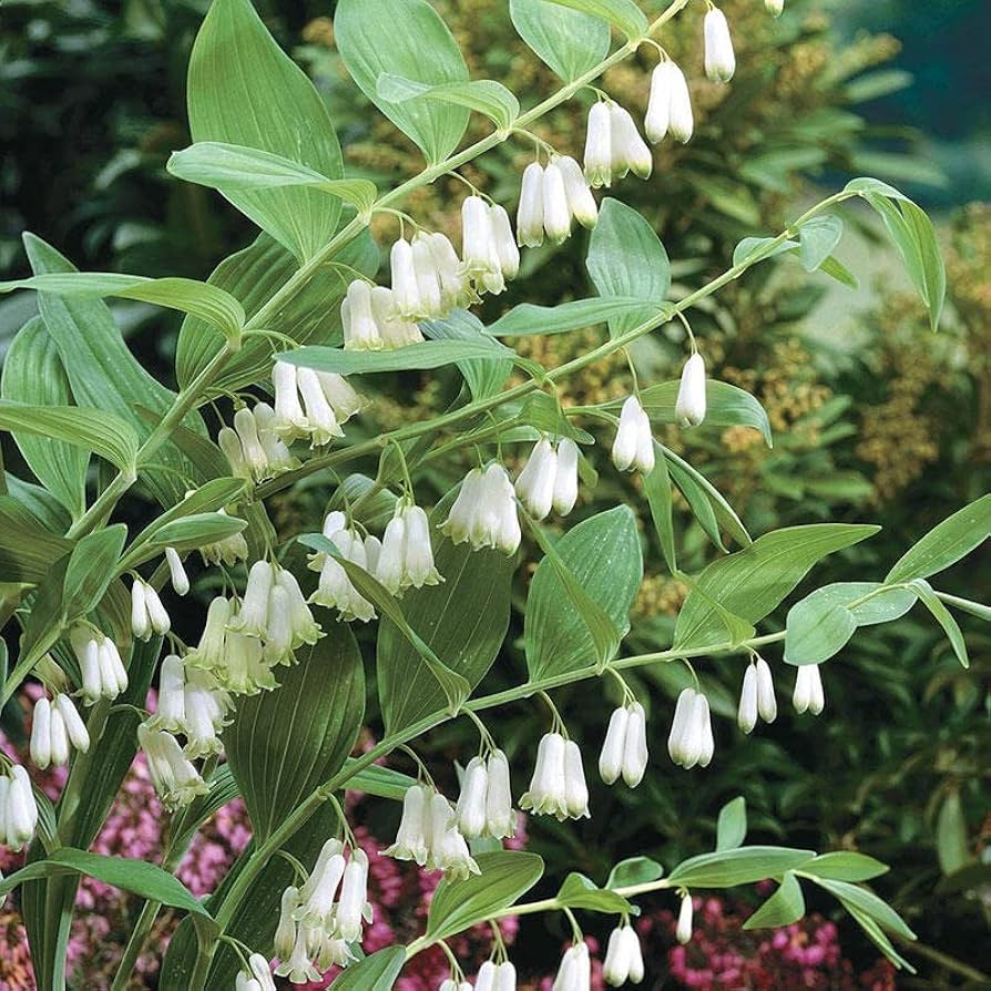 Solomon’s Seal Polygonatum odoratum Flower Seeds for Planting