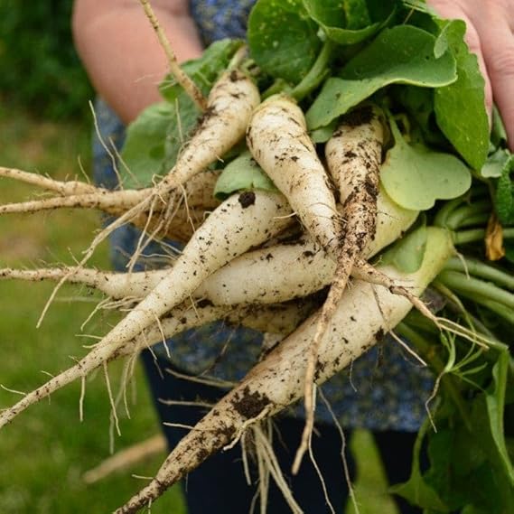 Radish Raphanus sativus White Icicle vegetable seeds for planting in backyard garden rows