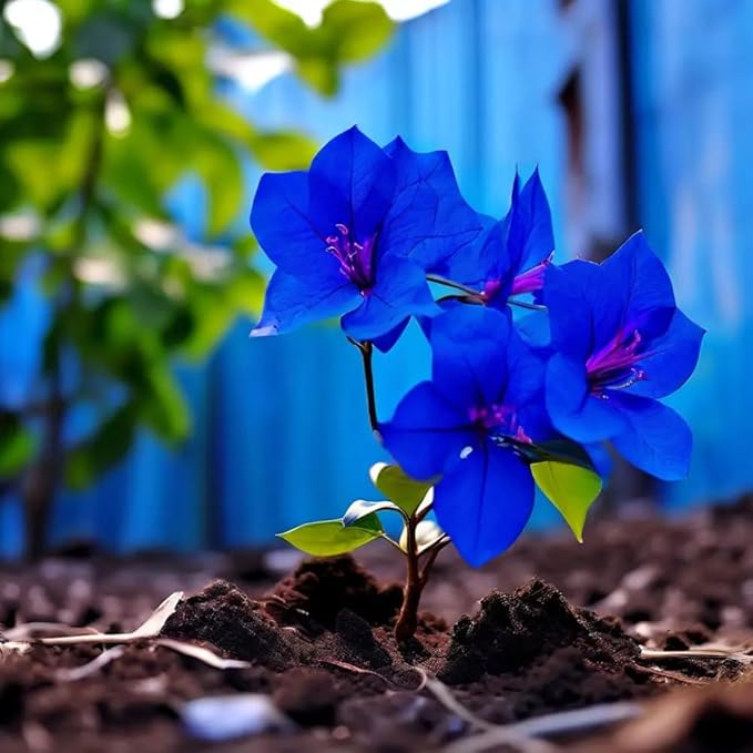 Blue Bougainvillea Spectabilis Seeds