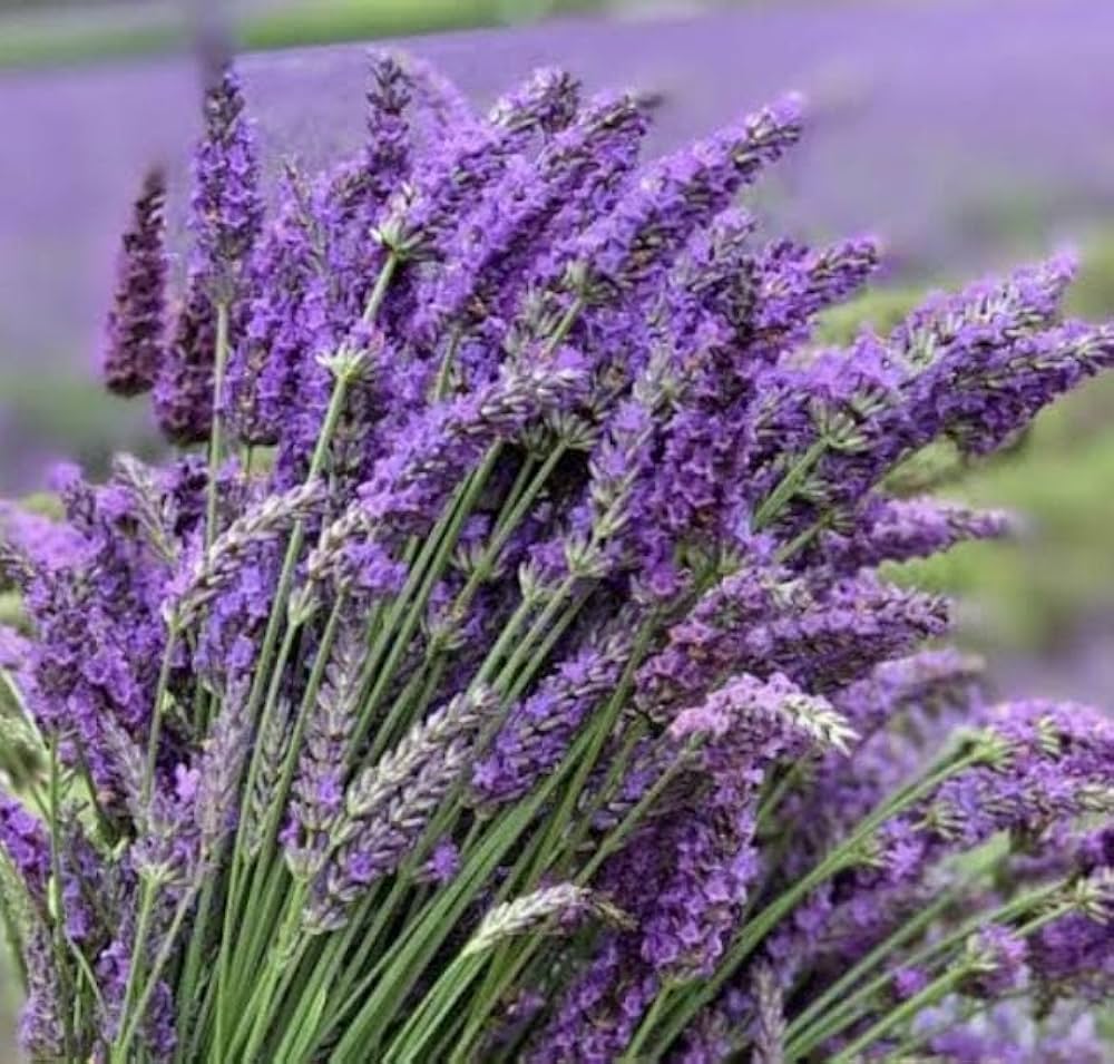 Dark Gray Lavender Flower Seeds ( , Herbal Aroma)