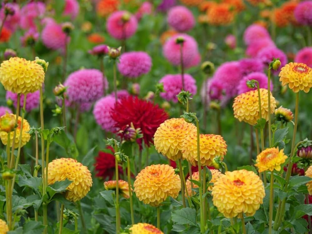 Dolly Flower Balcony Seeds ( )
