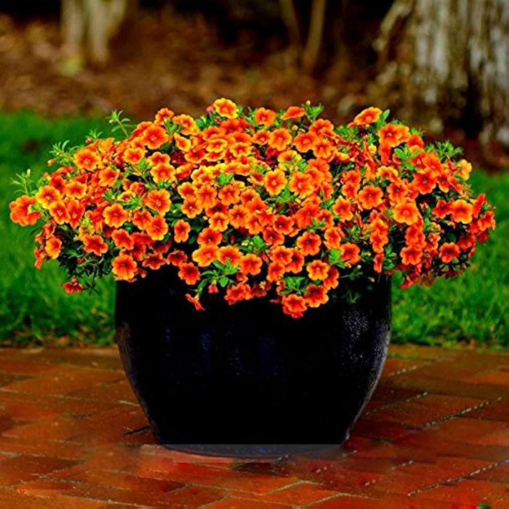 Calibrachoa Kabloom Crave Sunset Seeds – Free Flowering Annual Petunias