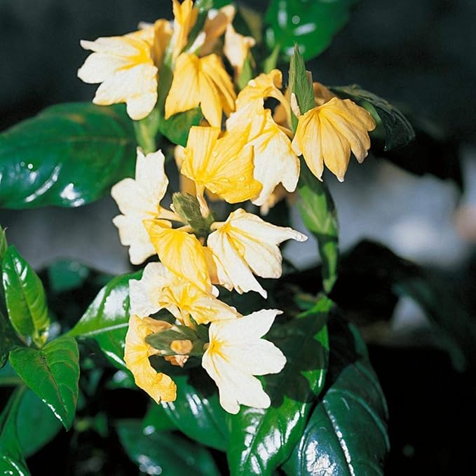 Crossandra Seeds - Yellow Splash - Firecracker Flower - Very Rare L