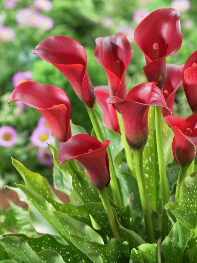 Red-Edged Black Calla Lily Seeds
