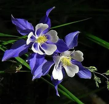 Colorado Flower Seeds for Garden Planting - NON GMO Seeds for planting in home garden