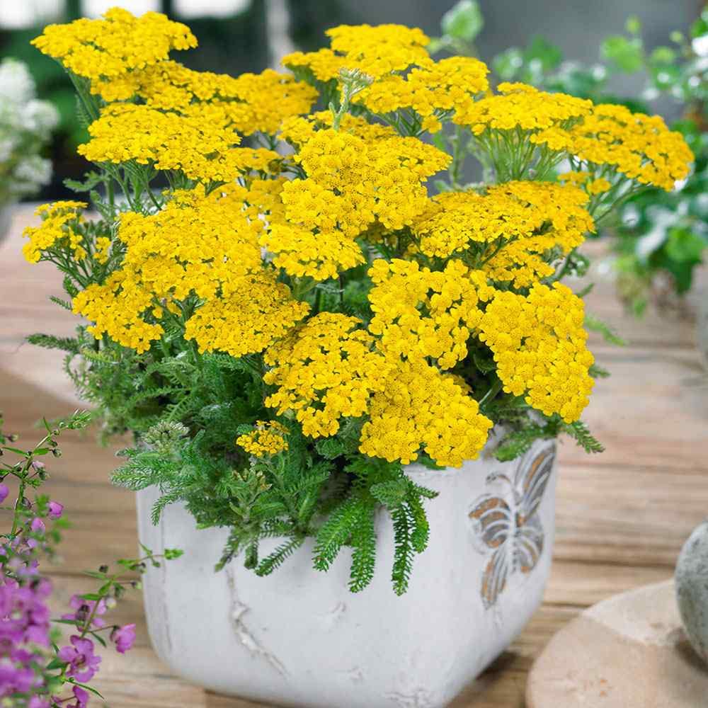 Heirloom Yellow Yarrow Flower Seeds for Planting, Non-GMO