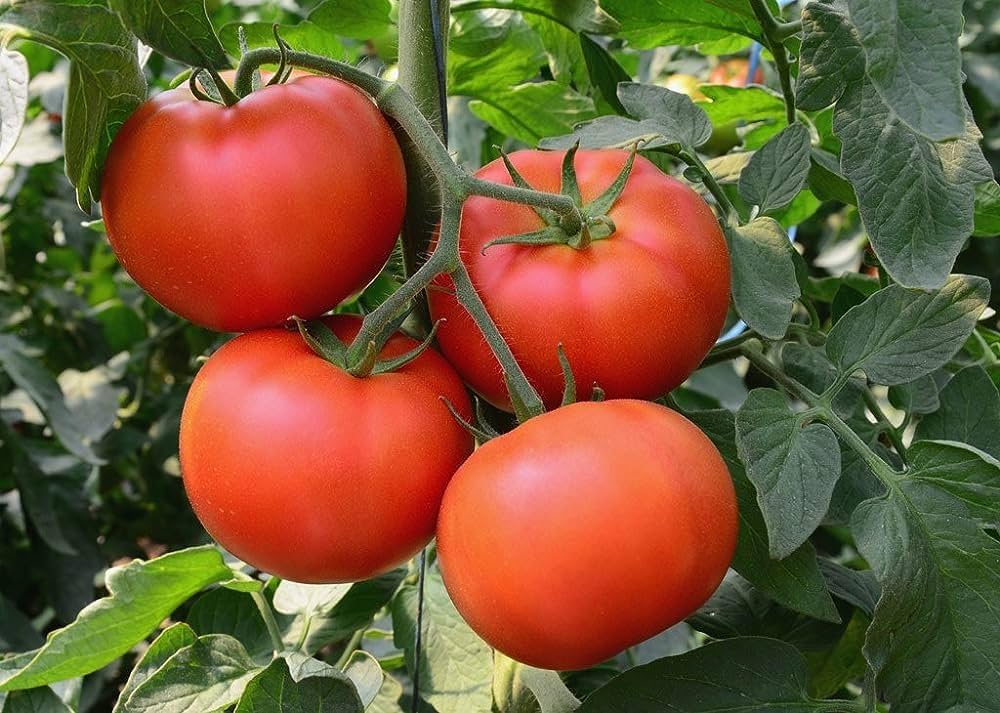 Vecchio Wyandotte Tomato Seeds – Unique, Heirloom Tomatoes for Flavorful Harvests