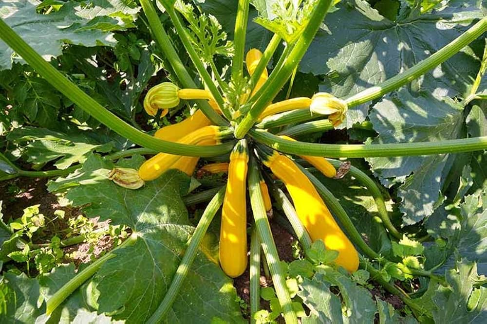 Squash Cucurbita pepo Goldener Sommer Crookneck vegetable seeds for planting in backyard or raised beds