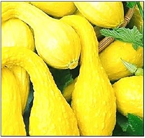 Yellow Crookneck Squash Seeds for Early Summer Harvest