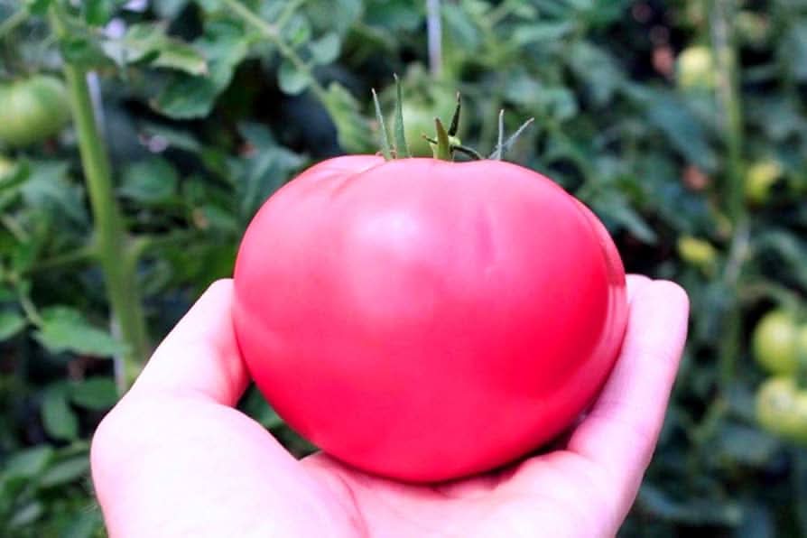 Big Pink tomato plant grown from seeds with large, smooth, pink-hued tomatoes