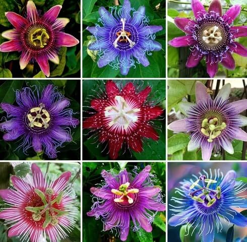 Mixed Passiflora Flower