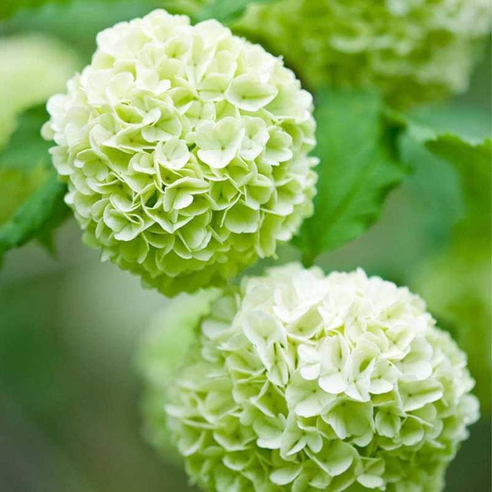 SEEDS for Light Green HYDRANGEA RARE flower exotic bush home plant Seller – Heirloom, Non-GMO, High Germination Organic Garden Seeds