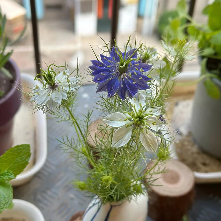 White Autumn Flower Seeds for Planting - 100