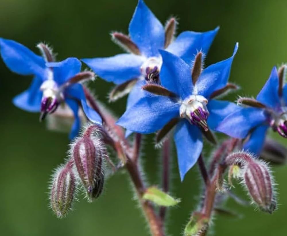 Borage Herb Seeds for Planting Borago officinalis for pollinator gardens and herb beds