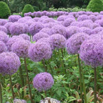 Allium giganteum sky blue flower seeds for beds and borders