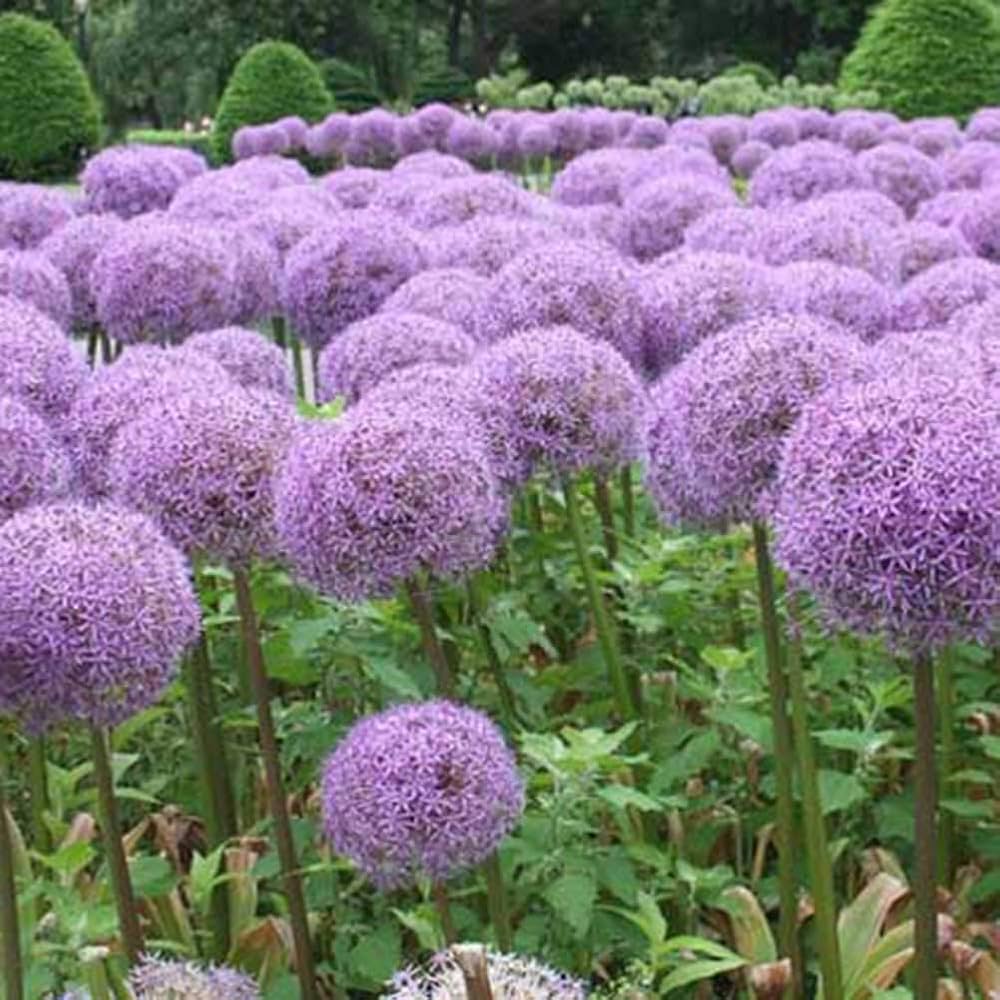Allium giganteum sky blue flower seeds for beds and borders