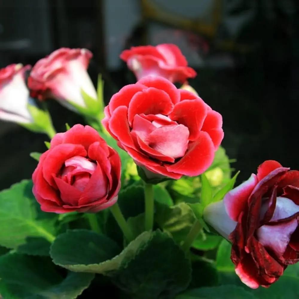African Violet Flower Seeds Red – Heirloom, Non-GMO Seeds for Planting Indoor Garden Blooms for planting in home garden