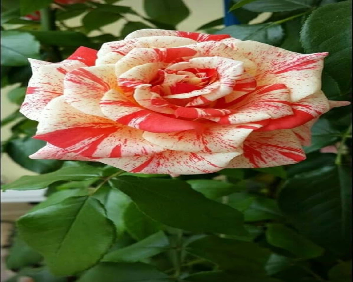 Red Cream Rose Flower Seeds for Planting – Heirloom, Non-GMO, Easy to Grow Garden Blooms