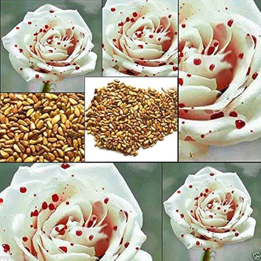 Rose Rosa Hybrida White Drop of Blood Flower Seeds for Planting