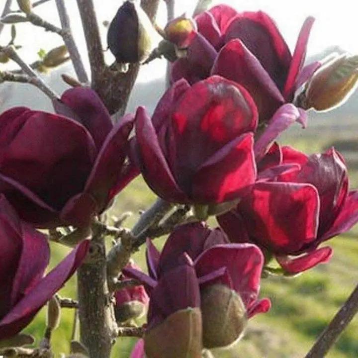 Yulan Magnolia Tulip Flower Seeds for Planting – Heirloom, Non-GMO, Beautiful Blooms Dhara Seeds