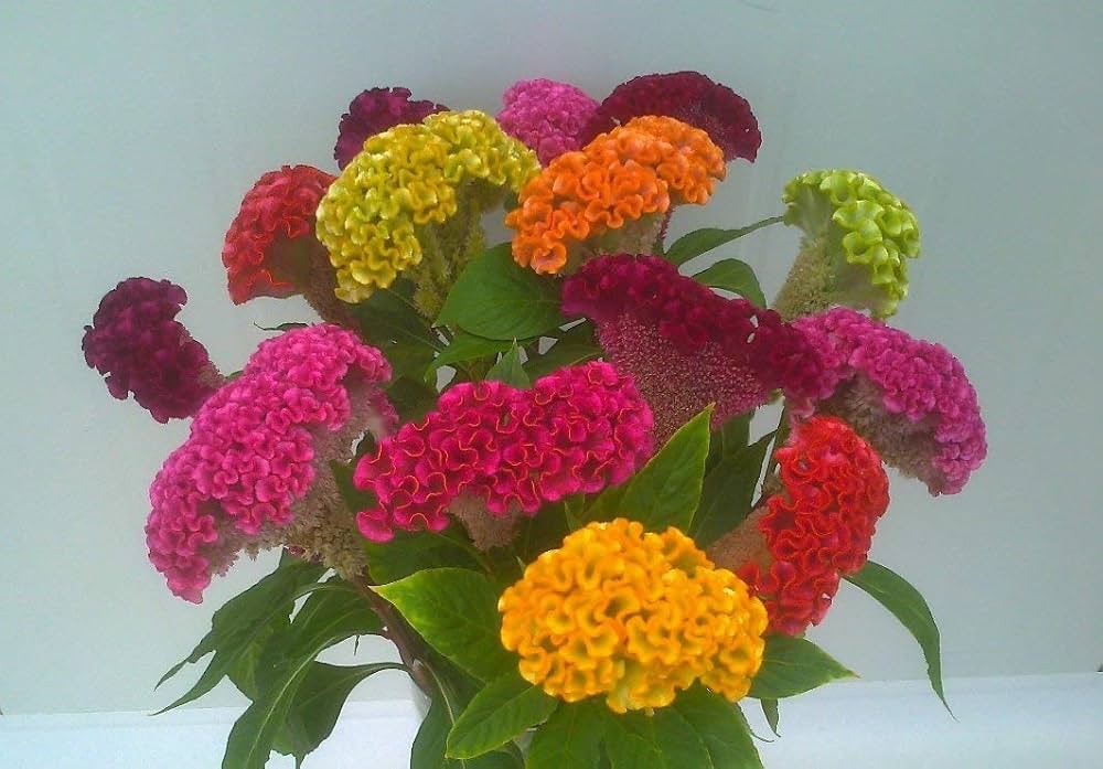 Cockscomb Seeds for Planting Celosia Cristata flower bed tropical border