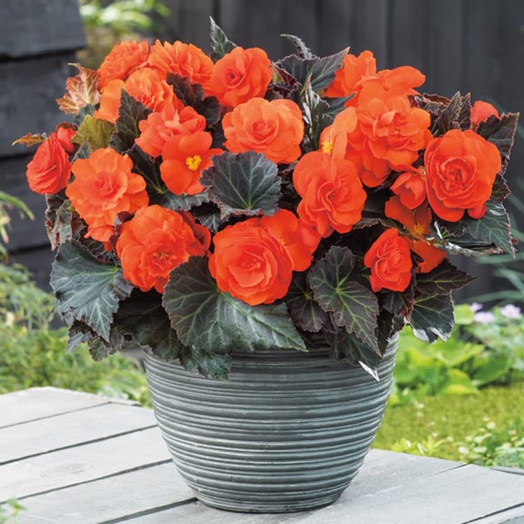 Begonia Begonia tuberhybrida Nonstop Red flower seeds for planting in home garden or shaded containers